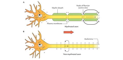 12 Unterschied zwischen myelinisierten und nicht myelinisierten Neuronen (Nervenfaser) mit ...