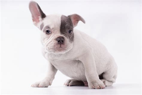 Grey French Bulldog: What to Know - FrenchieWiki