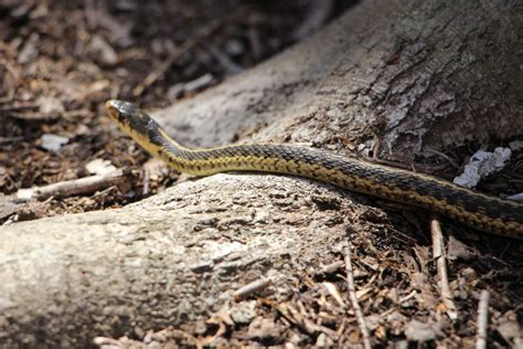 The Preserve's Spring Spotlight Species: Garter Snake - Virginia Outdoors Foundation