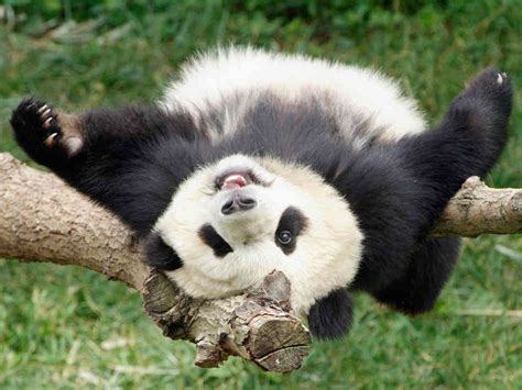 Cute Black and White Panda - Colors Photo (34704804) - Fanpop