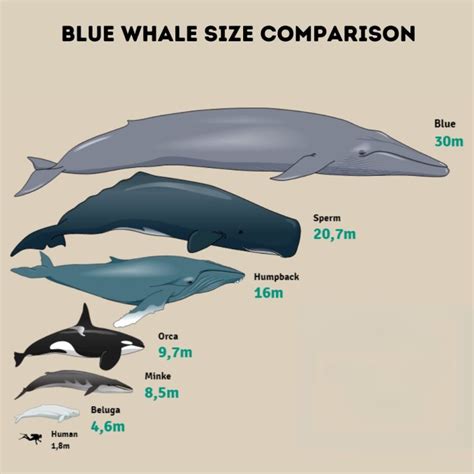 Blue Whale Size Comparison: Discover How Big They Really Are – Ocean Action Hub