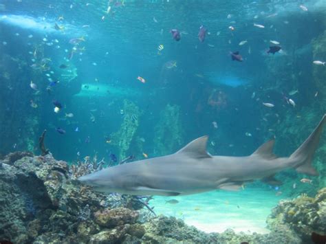 SEA LIFE Sydney Aquarium - Sydney - by Nicole Arathoon