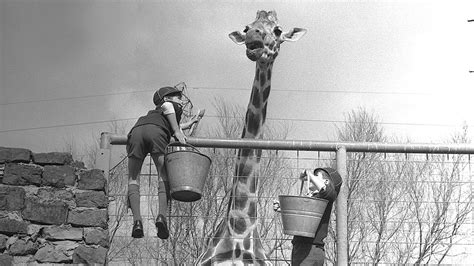 Chester Zoo celebrates 90th anniversary | News - Hits Radio (Manchester)