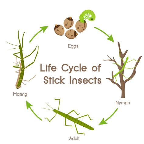 The Life Cycle Of A Stick Insect & Leaf Insect | Keeping Bugs | Stick insect, Walking stick ...