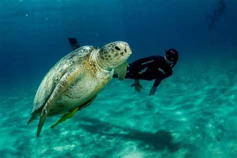 Explore The Best Snorkeling Spots On Isla Mujeres