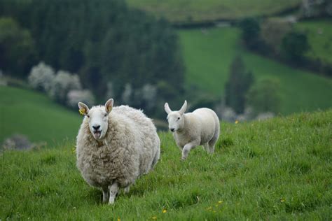 Shallow focus of two white sheep on green grass field during time HD wallpaper | Wallpaper Flare