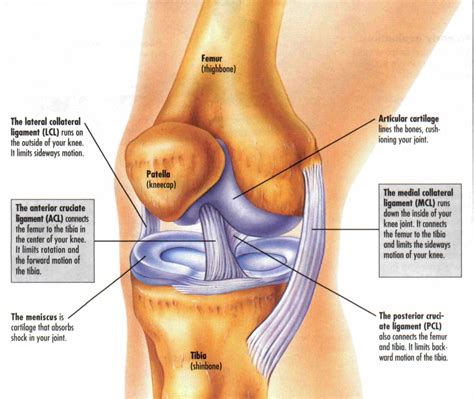 Acute and chronic Knee pain - Lucerne Clinic in Notting Hill Gate