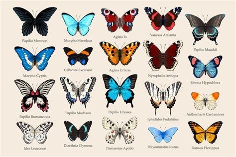 10,145 Butterfly Species Isolated Images, Stock Photos, 3D objects, & Vectors | Shutterstock