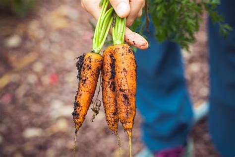 How to Harvest and Store Carrots From Your Garden - Dengarden