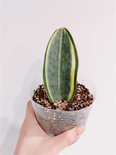 Whale Fin Sansevieria Masoniana White Variegated (Snake Plant) – Rooted ...