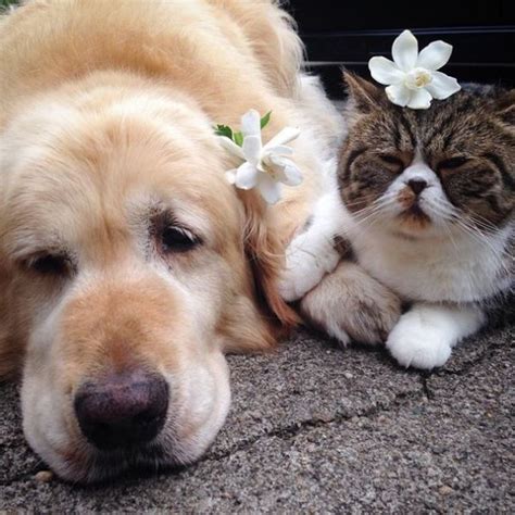 Dog and Cat Are Best Friends Forever - Neatorama