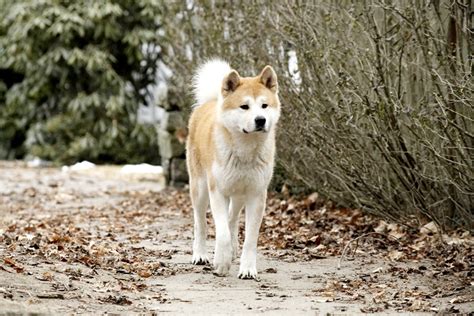 La historia de hachiko, el perro fiel