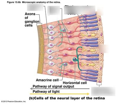 retina Diagram | Quizlet