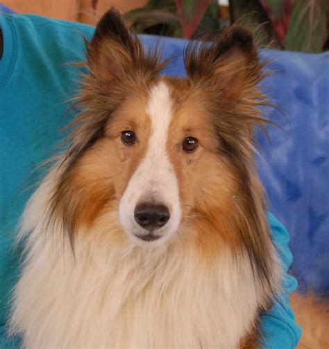 Rusty, a heartbroken Shetland Sheepdog who yearns for love.