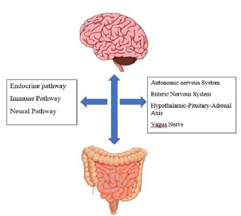 Cureus | Neuropsychiatric and Neurological Diseases in Relation to the Microbiota-Gut-Brain Axis ...