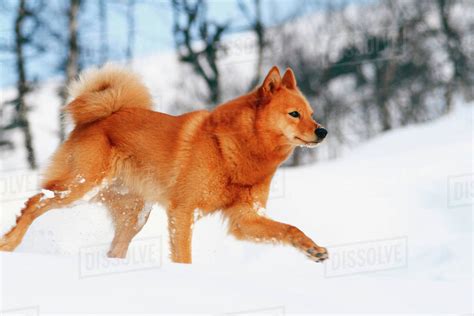 Ginger dog - Stock Photo - Dissolve