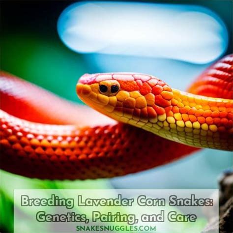 Breeding Lavender Corn Snakes: Genetics, Pairing, and Care