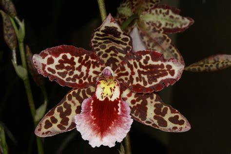 Odontoglossum Hybrid | This hybrid contains some genes from … | Flickr