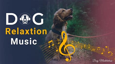 Relaxing Sounds for Dogs with Anxiety Helped 4 Million Dogs Worldwide| Dog Meditation - YouTube