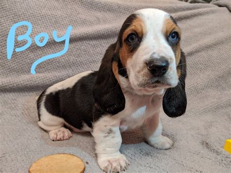 Basset Hound puppies | in Leicester, Leicestershire | Gumtree