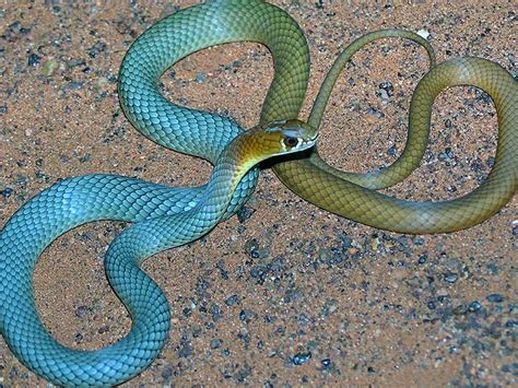 New Species Venomous Snake discovered in Australia - Legend FM