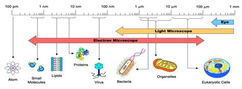 micrometer nanometer infographic - Google Search | Cell theory, Organelles, Eukaryotic cell