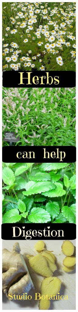 Herbs can help Digestion - Studio Botanica