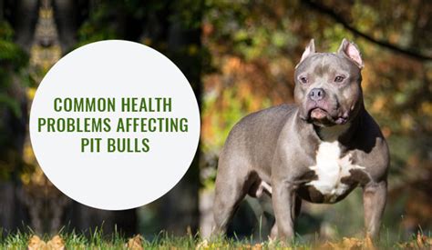 Common Health Problems Affecting Pit Bulls