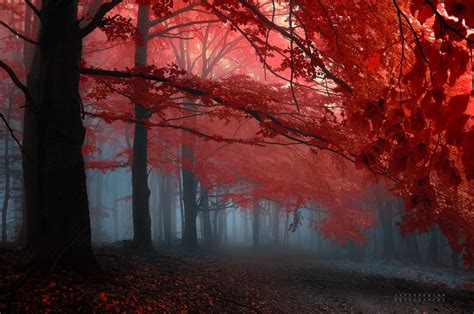 Online crop | red and brown tree painting, landscape, forest HD wallpaper | Wallpaper Flare