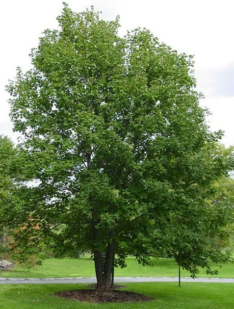 Sycamore Tree: Pictures, Images. Photos, Facts of Sycamores