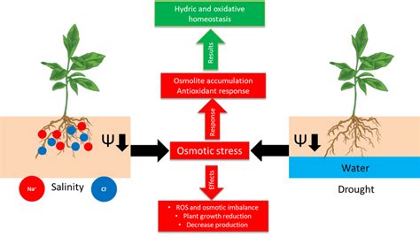 Schematic model of osmotic stress. | Download Scientific Diagram