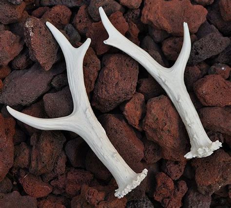 Pair of Hand Made Replica Roe Deer Antlers | Etsy | Roe deer, Deer antlers, Roe