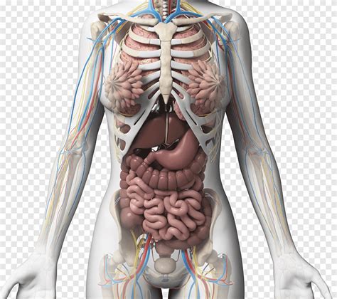 Female body anatomy, lung organ, gastrointestinal organs png | PNGEgg