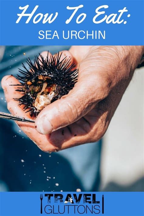 How to Eat: Sea Urchin - Travel Gluttons | Urchin, Sea urchin, Sea