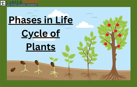 Plant Life Cycle - Type, Process, Part and Phases in Cycle