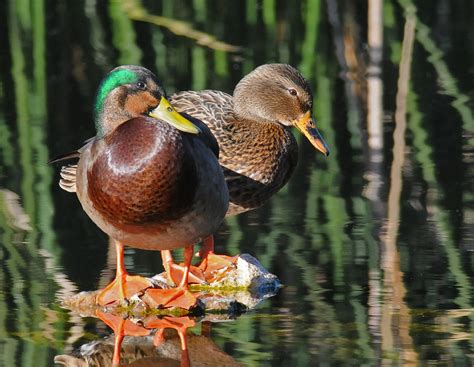 Mallard x Mexican Duck | Tucson, Arizona, USA December 2010 … | Flickr