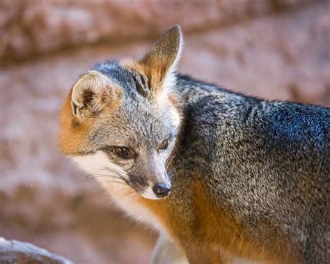 Arizona-Sonora Desert Museum – Wild Animals in Tucson AZ