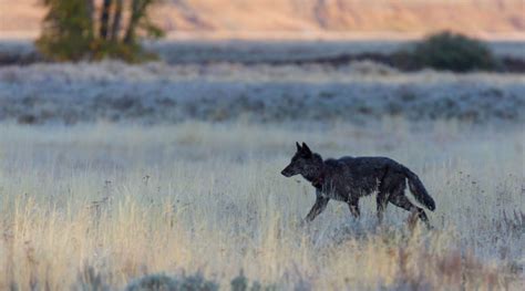 Where are The Best Places to View Wildlife in Yellowstone