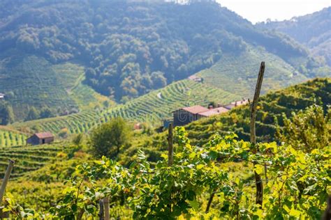 Vineyards in Valdobbiadene, Veneto, Italy Stock Photo - Image of panorama, plant: 199498772