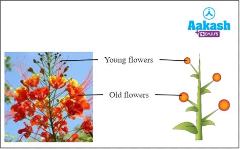 Inflorescence: Meaning, Types & Examples | AESL