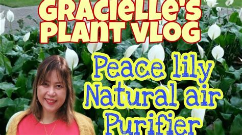 PEACE LILY (NATURAL AIR PURIFIER) - YouTube