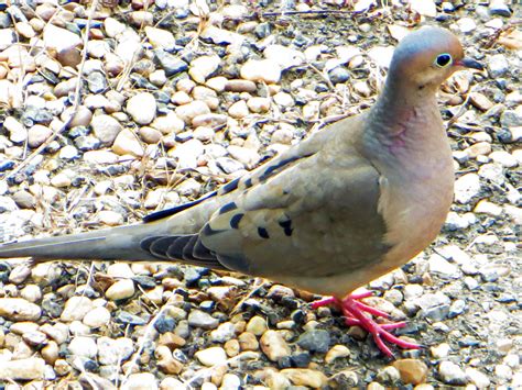 Mourning Dove (Zenaida macroura) | The Mourning Dove is very… | Flickr