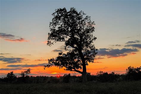 Night Trees | Tree, Night, Greatest mysteries