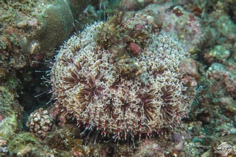 Stinging Sea Creatures-Flower Urchin Photographs | Seaunseen