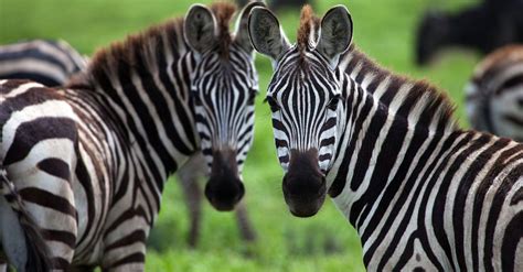 Zebra migration in the Okavango Delta predicted by NASA satellites ...