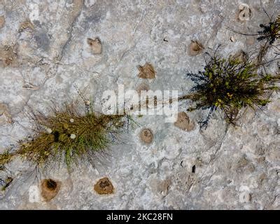 Detail of dinosaur footprints in limestone formations in a period ...