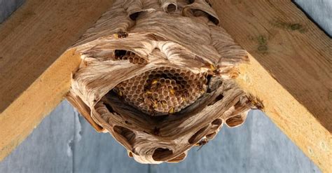 Bumblebee Nests vs. Wasp Nests: 4 Key Differences