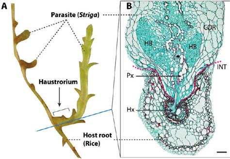 Haustorium of parasitic plant. ( A ) Striga hermonthica parasitizing... | Download Scientific ...