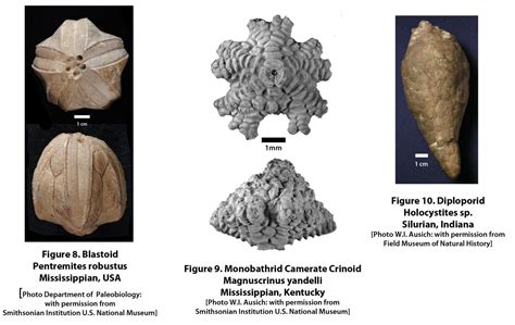 Fossil Record of Echinoderms | Assembling the Echinoderm Tree of Life