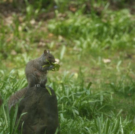 Squirrel with Seeds | Winona Media